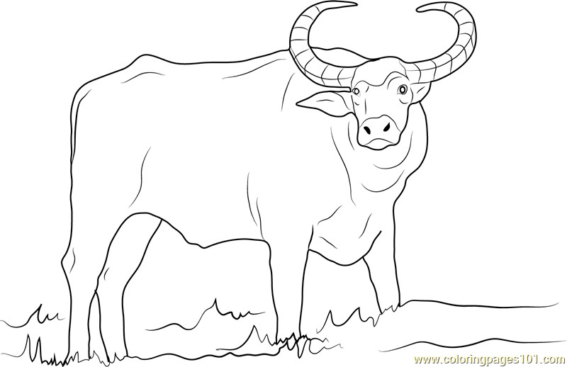 Best ideas about Coloring Pages For Boys Bufulo
. Save or Pin Domestic Asian Water Buffalo Coloring Page Free Buffalo Now.