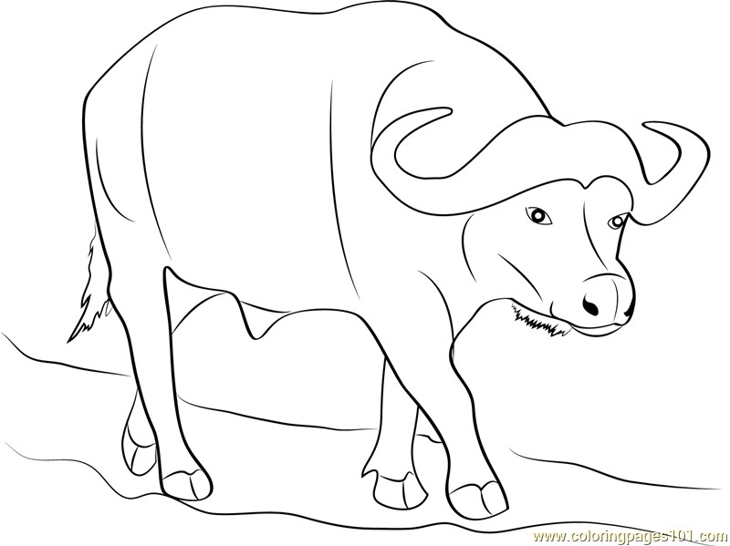 Best ideas about Coloring Pages For Boys Bufulo
. Save or Pin Wild Buffalo Coloring Page Free Buffalo Coloring Pages Now.