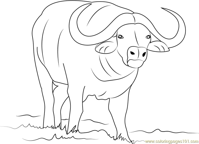 Best ideas about Coloring Pages For Boys Bufulo
. Save or Pin African Buffalo Coloring Page Free Buffalo Coloring Now.