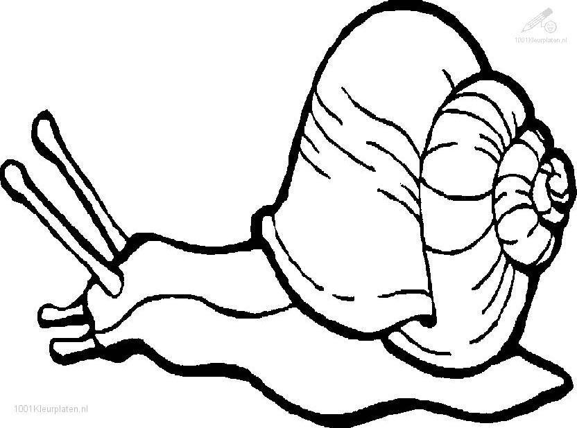 Best ideas about Coloring Pages For Girls Snails
. Save or Pin Snails Free Colouring Pages Now.