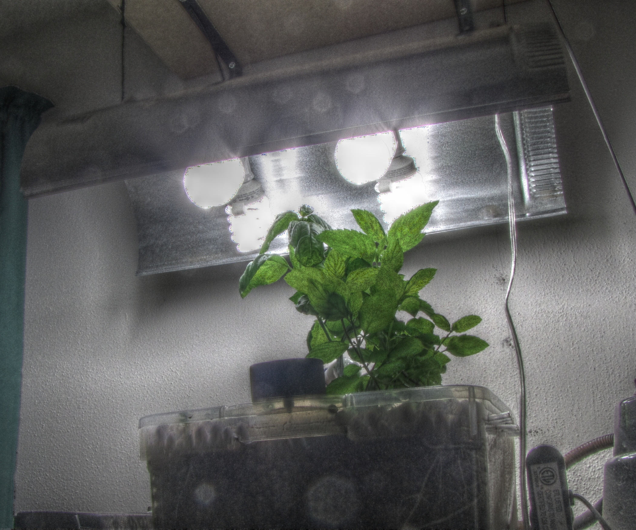 Best ideas about DIY Cfl Grow Lights
. Save or Pin Cheap DIY CFL Grow Light Now.