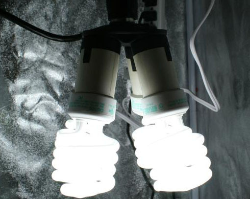 Best ideas about DIY Cfl Grow Lights
. Save or Pin DIY CFL Grow Light Now.