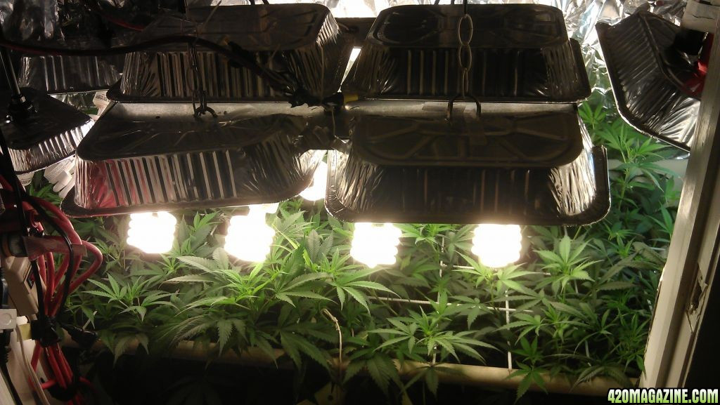 Best ideas about DIY Cfl Grow Lights
. Save or Pin Diy Custom CFL Growlight Page 2 Now.