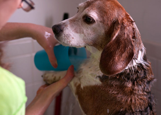 Best ideas about DIY Dog Bathing
. Save or Pin DIY Dog Grooming Tutorials Tips For Dealing With Now.