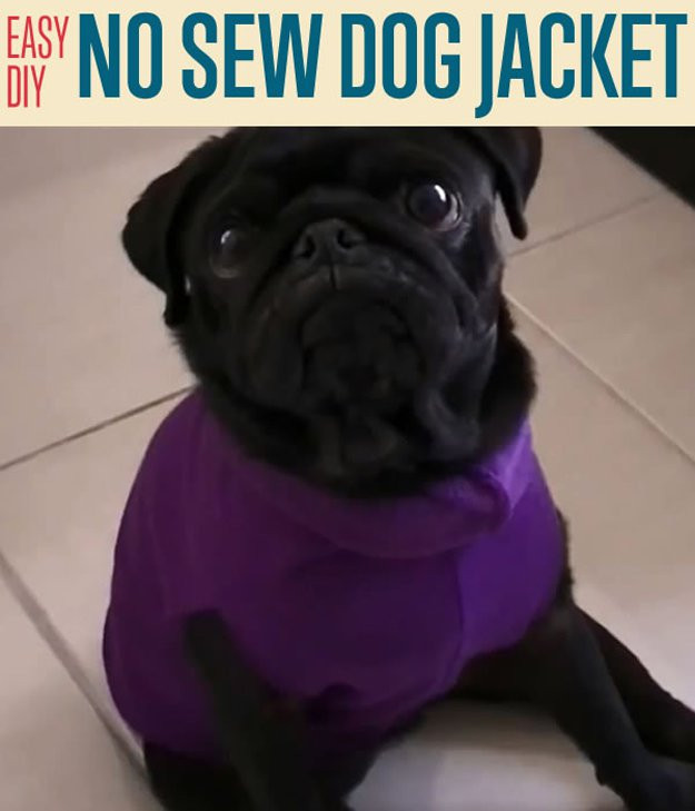 Best ideas about DIY Dog Coat
. Save or Pin No Sew Dog Jacket DIY Projects Craft Ideas & How To’s for Now.