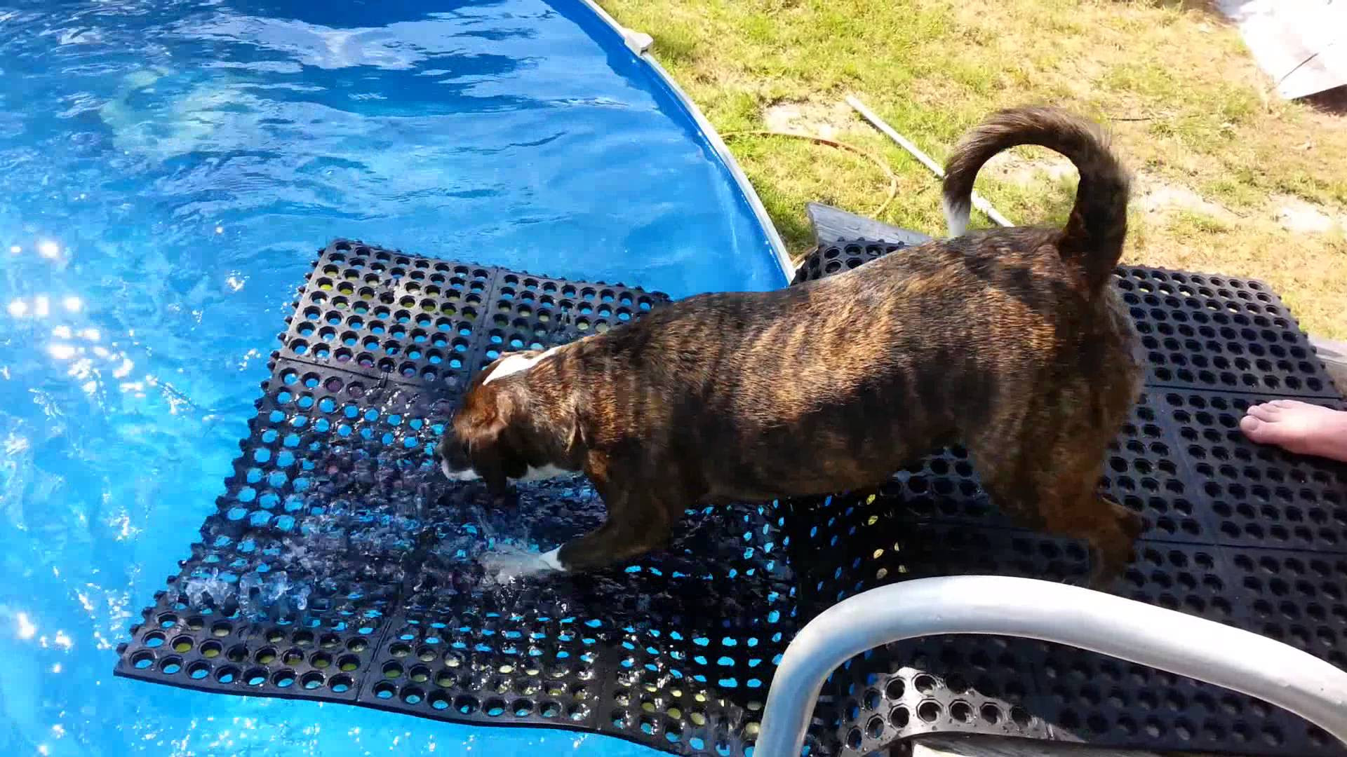 Best ideas about DIY Dog Pool Ramp
. Save or Pin Pool Ramp For Dogs Now.