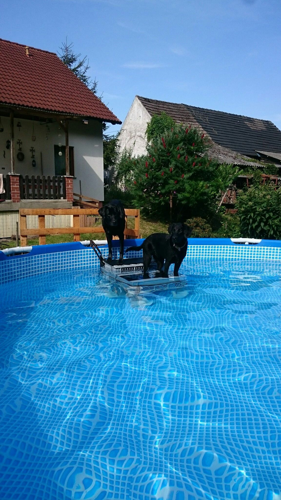 Best ideas about DIY Dog Pool Ramp
. Save or Pin DIY Swimming Pool Dog stairs Dog ramp Pool Now.