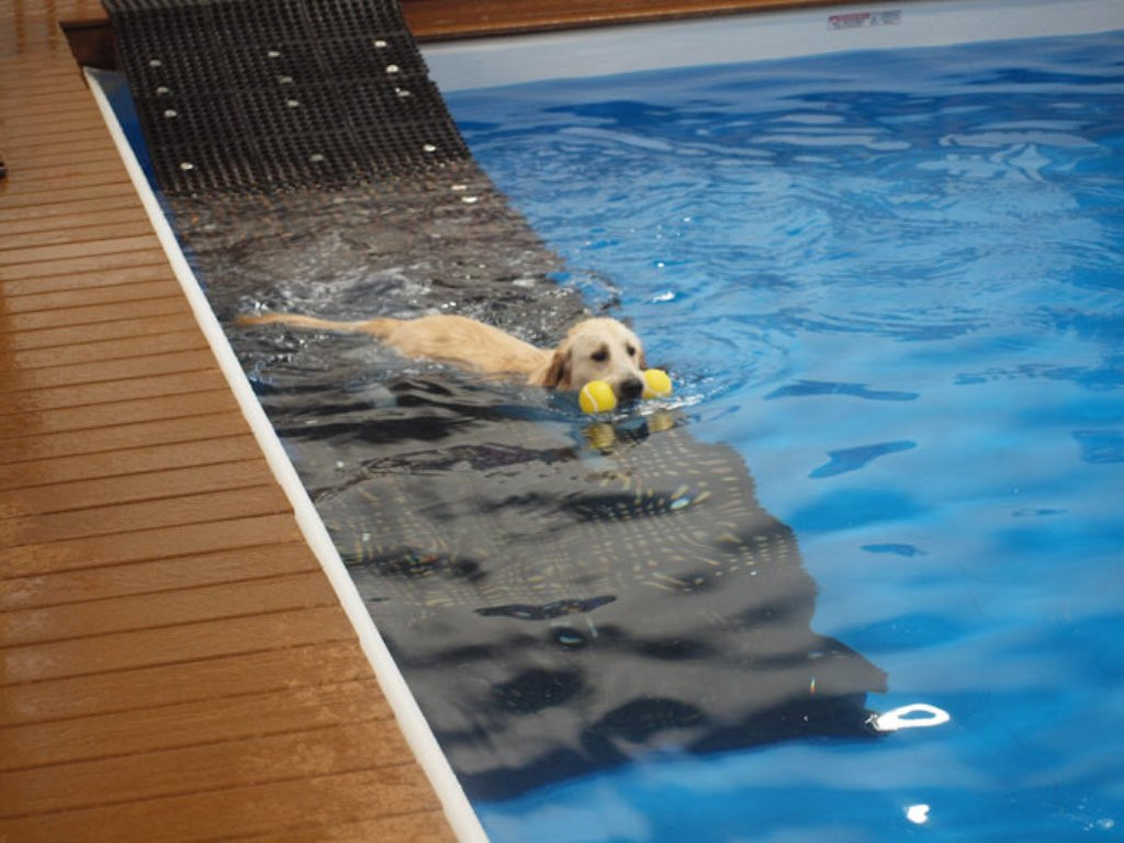 Best ideas about DIY Dog Pool Ramp
. Save or Pin Make It Easy Your Pets with Dog Ramp Now.