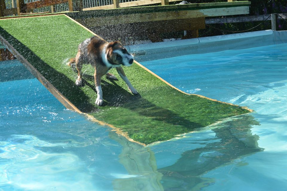 Best ideas about DIY Dog Pool Ramp
. Save or Pin Best Dog Pool Ramp Reviews 2019 Now.