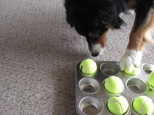 Best ideas about DIY Dog Puzzles
. Save or Pin 33 DIY Dog Toys from Things Around the House Now.
