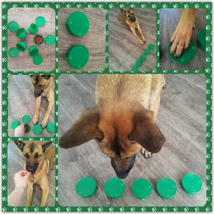 Best ideas about DIY Dog Puzzles
. Save or Pin Best 25 DIY puzzle toys for dogs ideas on Pinterest Now.