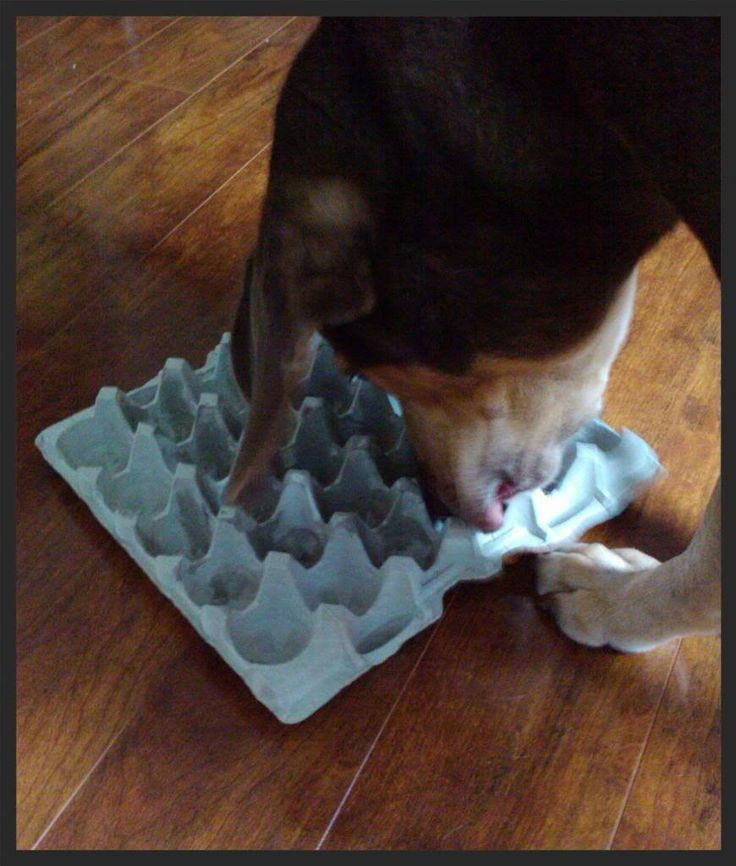 Best ideas about DIY Dog Puzzles
. Save or Pin 17 Best images about DIY for Pets on Pinterest Now.