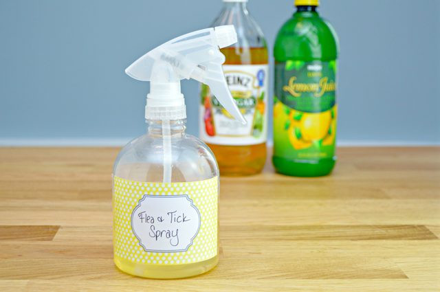 Best ideas about DIY Flea Spray For Dogs
. Save or Pin How to Make a Homemade Flea and Tick Repellent Now.