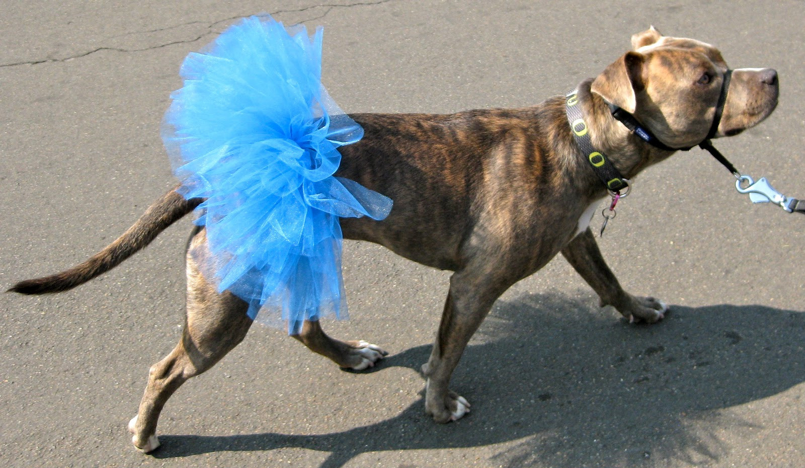 Best ideas about Dog Tutu DIY
. Save or Pin Pitlandia DIY Dog Tutu Tutorial Now.