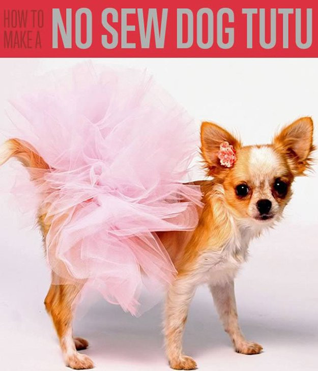 Best ideas about Dog Tutu DIY
. Save or Pin How to Make a Tutu for Dogs DIY Projects Craft Ideas & How Now.