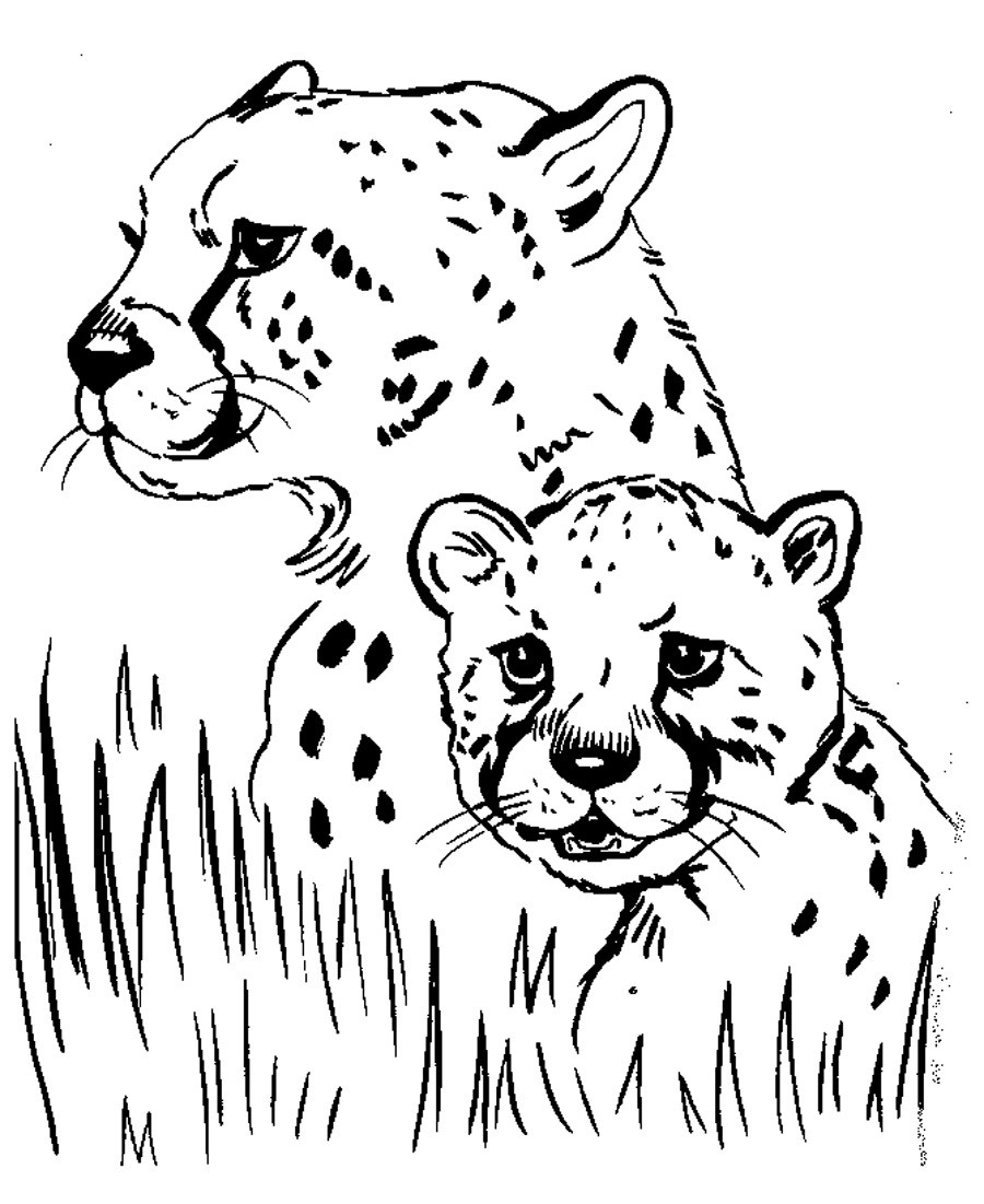 Best ideas about Free Coloring Pages Animals To Print
. Save or Pin Free Printable Cheetah Coloring Pages For Kids Now.