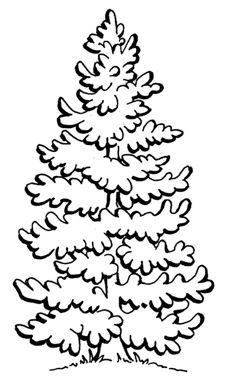 Best ideas about Free Printable Coloring Sheets For Adults Winter Pine Tree
. Save or Pin Pine Tree Coloring Page Coloring Home Now.