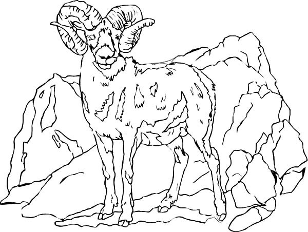 Best ideas about Free Printable Coloring Sheets Of Mountain Goats
. Save or Pin Band Leader Mountain Goat Coloring Pages Now.