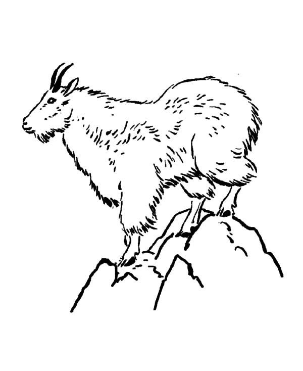 Best ideas about Free Printable Coloring Sheets Of Mountain Goats
. Save or Pin Drawing Goat Coloring Pages Now.