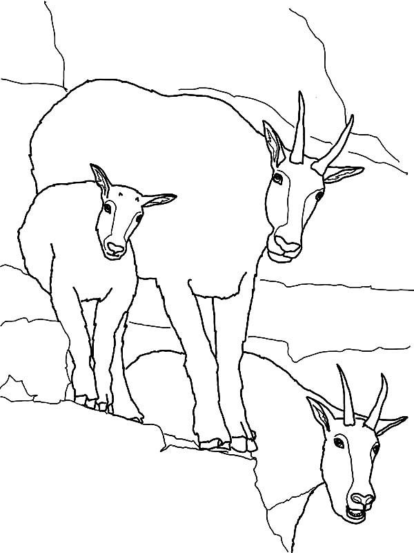 Best ideas about Free Printable Coloring Sheets Of Mountain Goats
. Save or Pin Mountain Goat Family Coloring Pages Now.