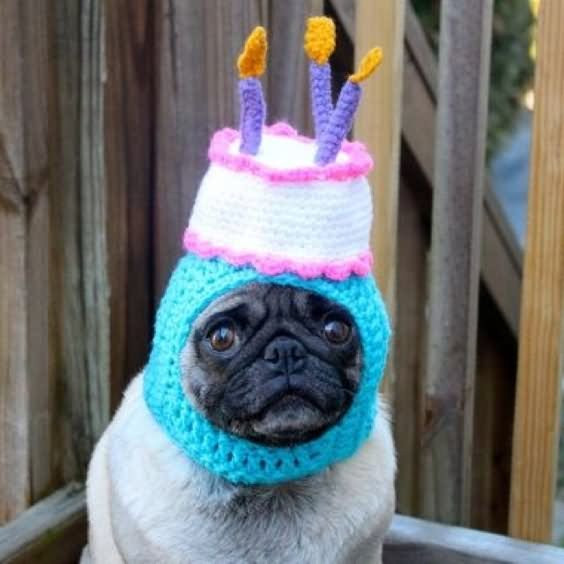 Best ideas about Funny Animal Birthday
. Save or Pin 20 Very Funny Birthday Animal And Now.