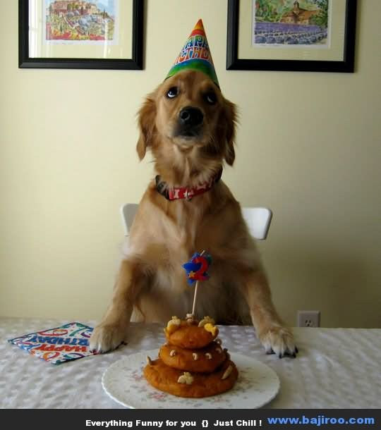 Best ideas about Funny Animal Birthday
. Save or Pin 20 Very Funny Birthday Animal And Now.