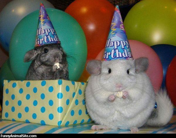 Best ideas about Funny Animal Birthday
. Save or Pin Funny and Wild Animals Funny Animals Birthday Now.