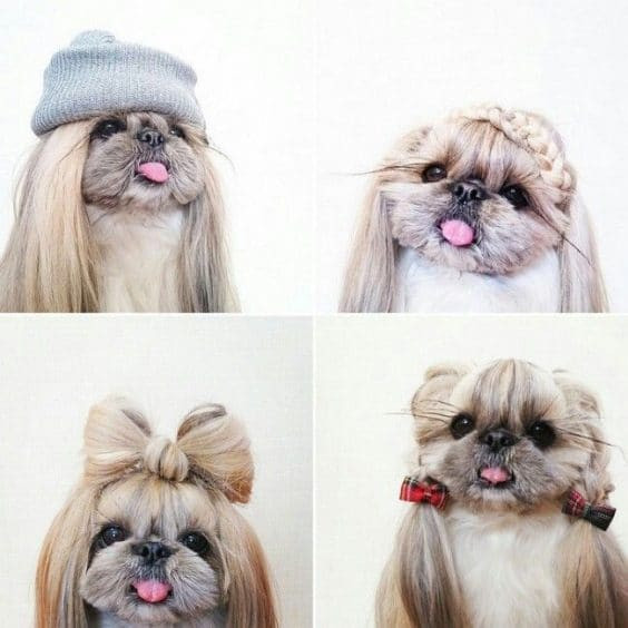 Best ideas about Funny Dog Haircuts
. Save or Pin 15 Very Interesting and Funny Dog Haircuts This Way e Now.