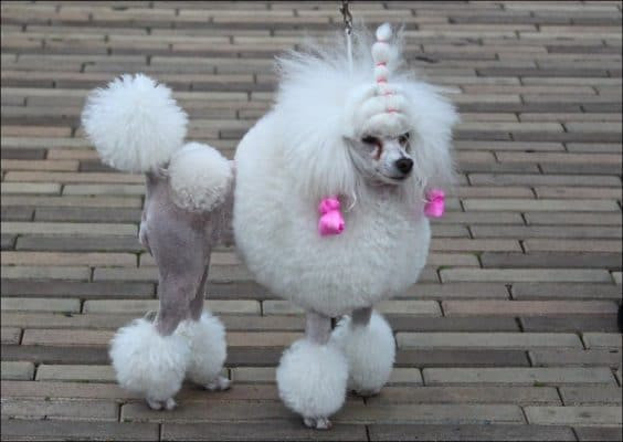 Best ideas about Funny Dog Haircuts
. Save or Pin 15 Very Interesting and Funny Dog Haircuts Page 3 of 3 Now.