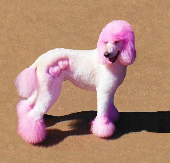 Best ideas about Funny Dog Haircuts
. Save or Pin Best 25 Poodle haircut styles ideas on Pinterest Now.