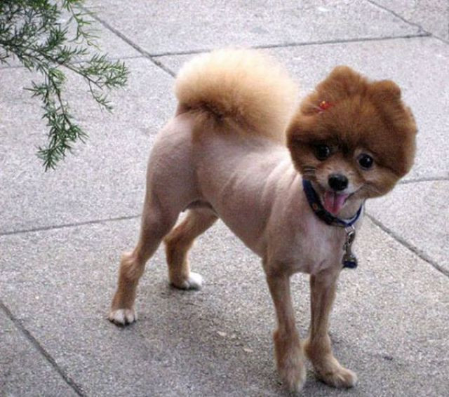 Best ideas about Funny Dog Haircuts
. Save or Pin Hilarious Dog Haircuts 49 pics Izismile Now.