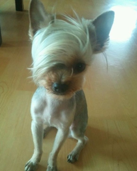 Best ideas about Funny Dog Haircuts
. Save or Pin Pin by Snazzy Pup on Yorkies Pinterest Now.