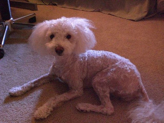 Best ideas about Funny Dog Haircuts
. Save or Pin Hilarious Dog Haircuts 49 pics Izismile Now.