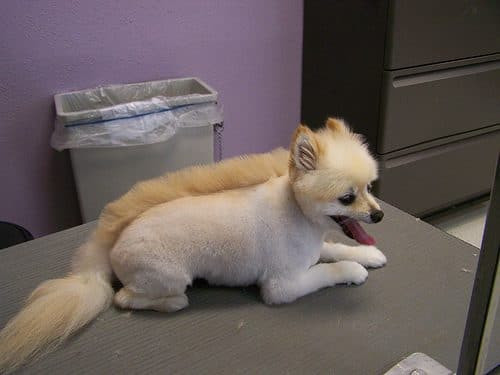 Best ideas about Funny Dog Haircuts
. Save or Pin 15 Very Interesting and Funny Dog Haircuts This Way e Now.