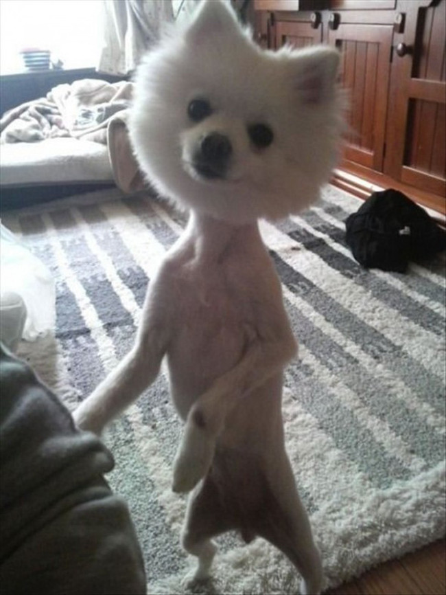 Best ideas about Funny Dog Haircuts
. Save or Pin Dogs With Funny Bad Haircuts That Are Just Ridiculous Now.