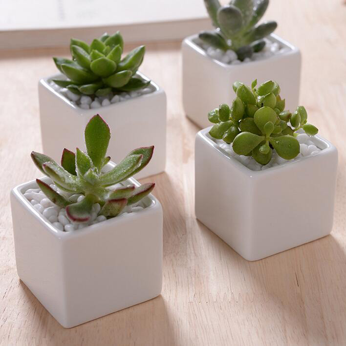 Best ideas about Indoor Ceramic Planters
. Save or Pin Planters inspiring indoor ceramic planters Indoor Planter Now.