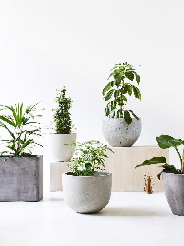 Best ideas about Indoor Ceramic Planters
. Save or Pin Planters inspiring large ceramic indoor plant pots large Now.