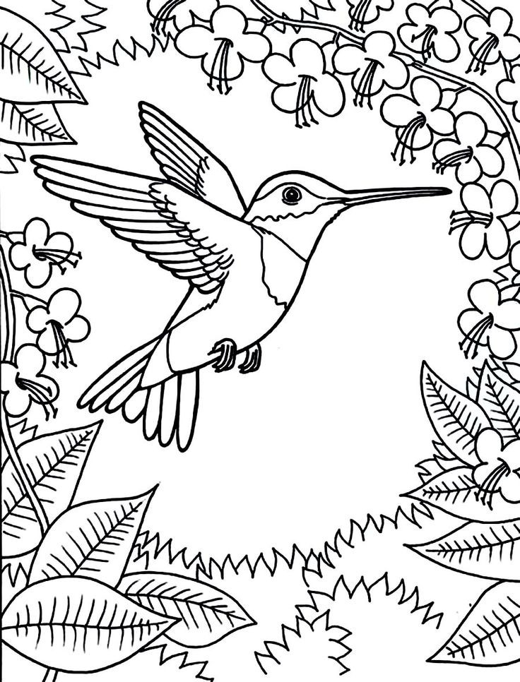Best ideas about Preschool Coloring Sheets Hummomg Bird
. Save or Pin Printable Hummingbird Coloring Pages Now.