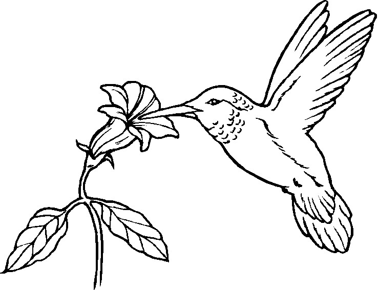 Best ideas about Preschool Coloring Sheets Hummomg Bird
. Save or Pin Sceleratus Classical Academy Early Bird Preschool Templates Now.