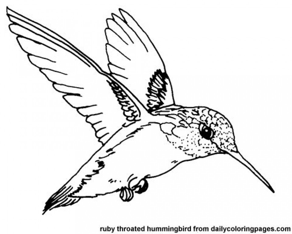 Best ideas about Preschool Coloring Sheets Hummomg Bird
. Save or Pin Get This Printable Hummingbird Coloring Pages Now.