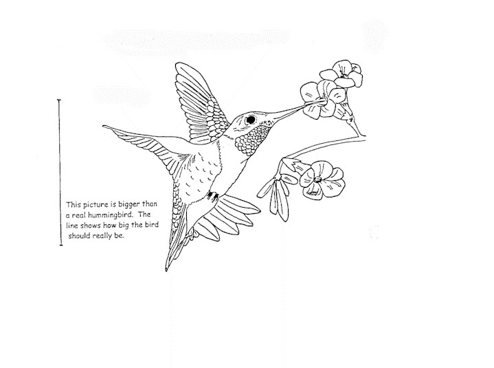 Best ideas about Preschool Coloring Sheets Hummomg Bird
. Save or Pin Hummingbird Coloring Pages Wel e Bingo Slot Machines Now.
