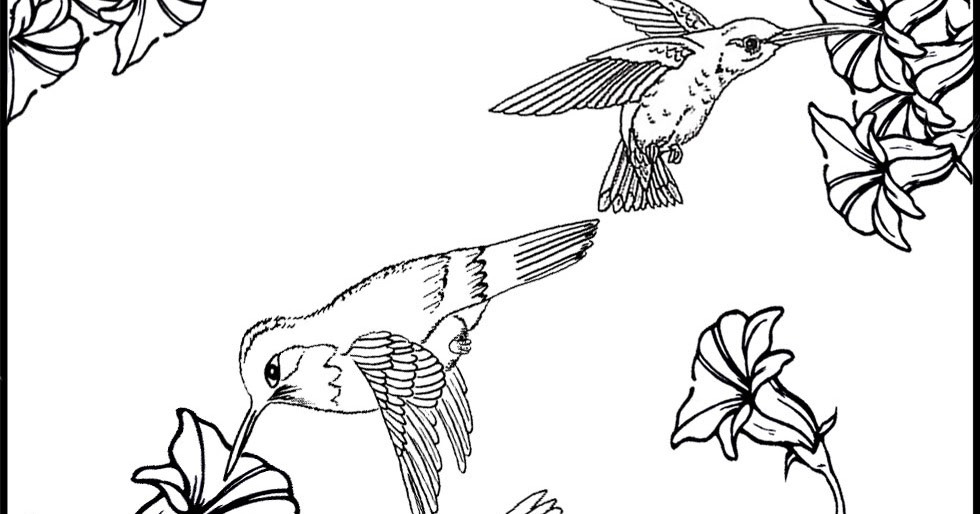 Best ideas about Preschool Coloring Sheets Hummomg Bird
. Save or Pin hummingbird coloring pages Now.