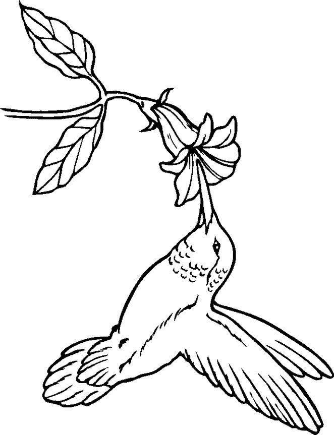 Best ideas about Preschool Coloring Sheets Hummomg Bird
. Save or Pin hummingbird coloring pages Google Search Now.