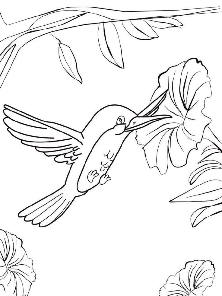 Best ideas about Preschool Coloring Sheets Hummomg Bird
. Save or Pin 17 best School Learning Underwater Friends Coloring Pages Now.