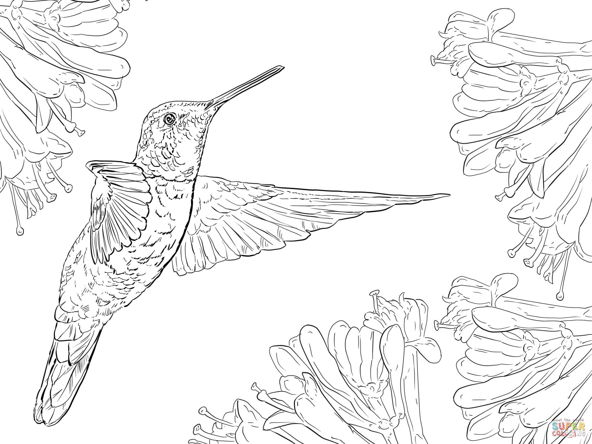 Best ideas about Preschool Coloring Sheets Hummomg Bird
. Save or Pin Abult Humming Bird Coloring Pages Printable Abult Best Now.