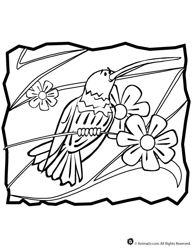 Best ideas about Preschool Coloring Sheets Hummomg Bird
. Save or Pin Hummingbird Coloring Page Now.