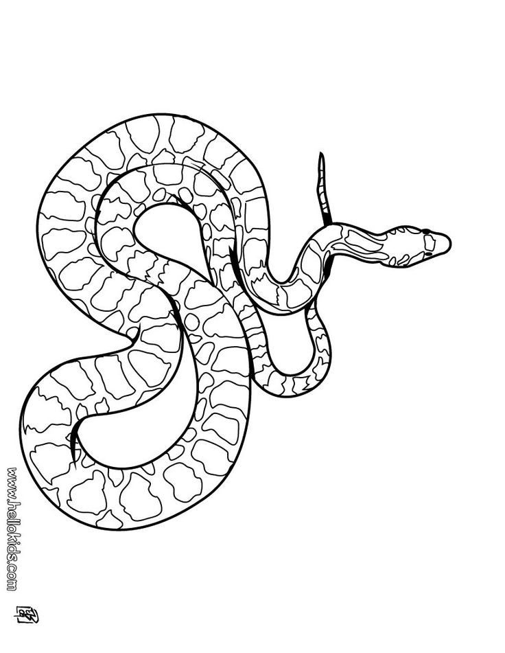 Best ideas about Snake Coloring Pages For Adults
. Save or Pin Pin by Amy Fox on Adult Coloring Pages Pinterest Now.