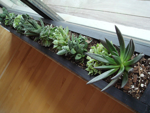 Best ideas about Window Sill Planter Indoor
. Save or Pin Succulent planter Now.