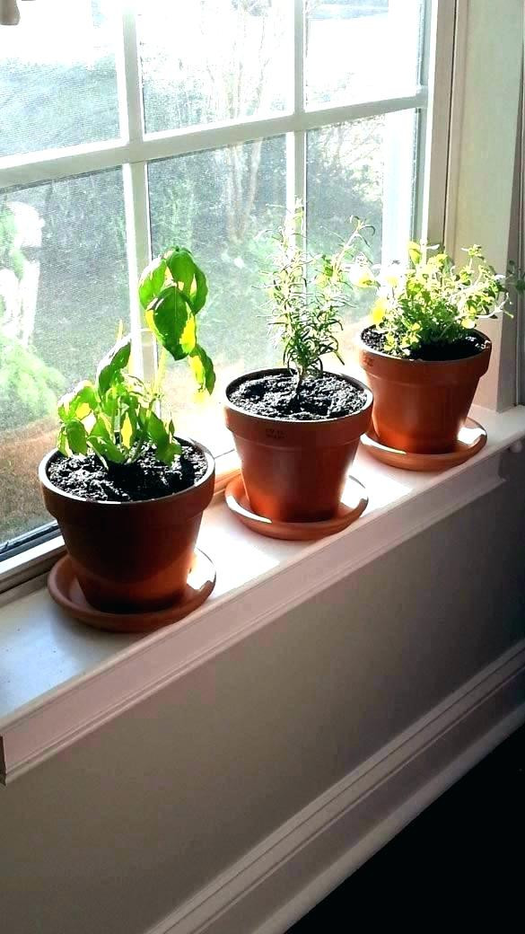 Best ideas about Window Sill Planter Indoor
. Save or Pin Window Sill Planter Indoor Indoor Window Planter Box Now.