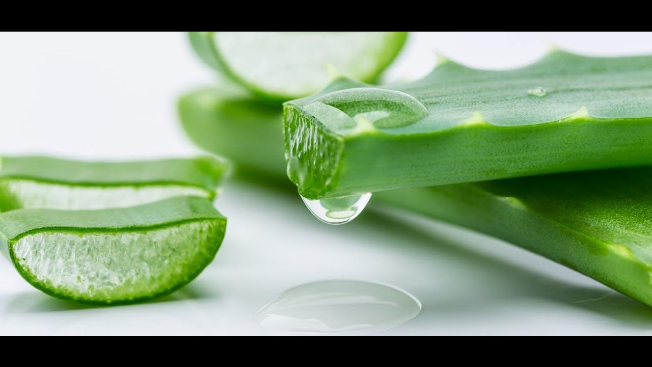 Best ideas about Aloe Face Mask DIY
. Save or Pin HOMEMADE FACIAL DIY Aloe Vera Face Mask For Skin And Hair Now.